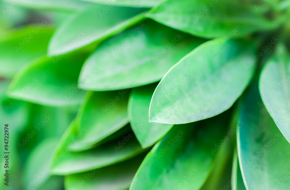 Naklejka premium Close up of green shrubs in a park, Selective focus and effected light image