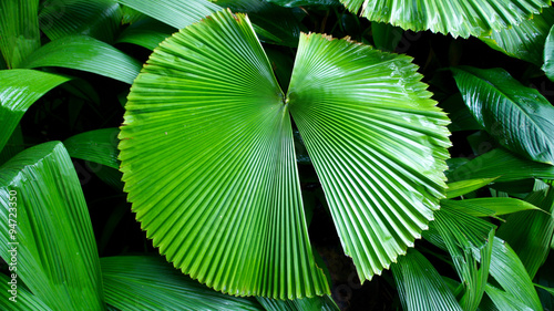 Green foliage in Singapore