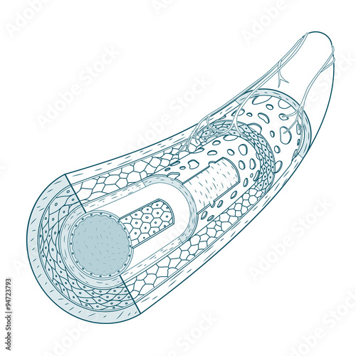 Structure of the blood vessel medical vector