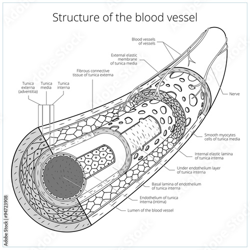 Structure of the blood vessel medical vector