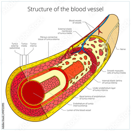 Structure of the blood vessel medical vector