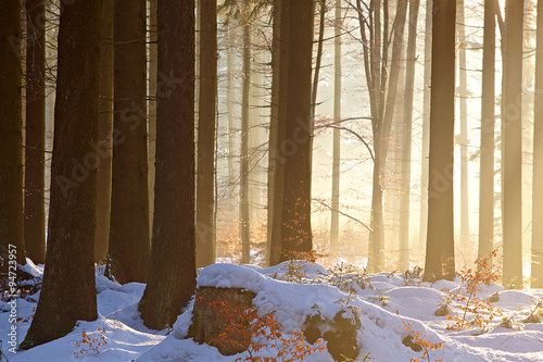 Winterwald