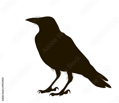 illustration silhouette of a crow sitting
