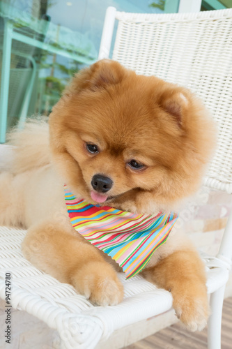pomeranian puppy dog grooming with short hair, cute pet smiling