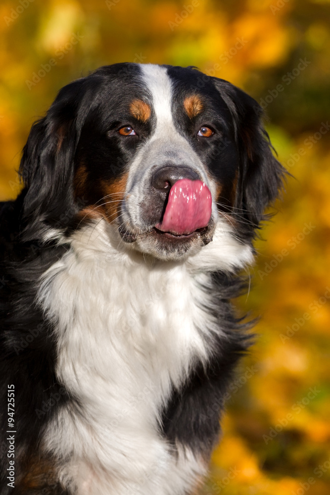 Dog portrait in autumn park