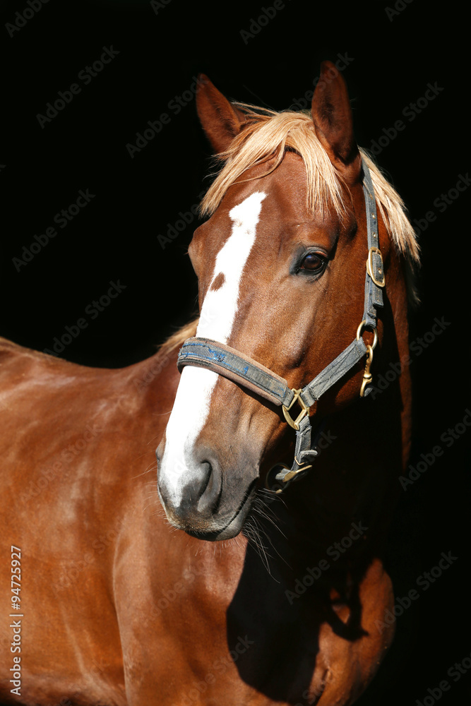 Close up portrait of a purebred chestnut stallion