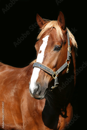 Close up portrait of a purebred chestnut stallion