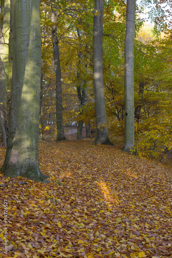Herbstlicher Waldweg