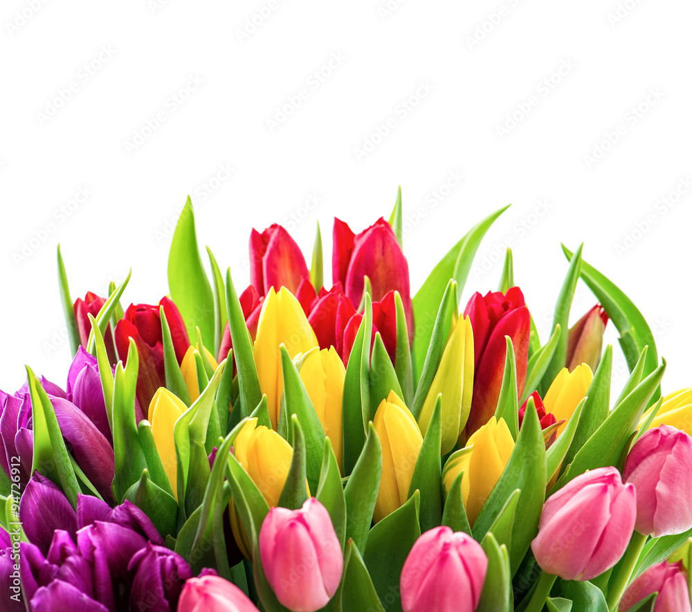 Tulips over white. Bouquet of fresh spring flowers Tulips over white. Bouquet of fresh spring flowers