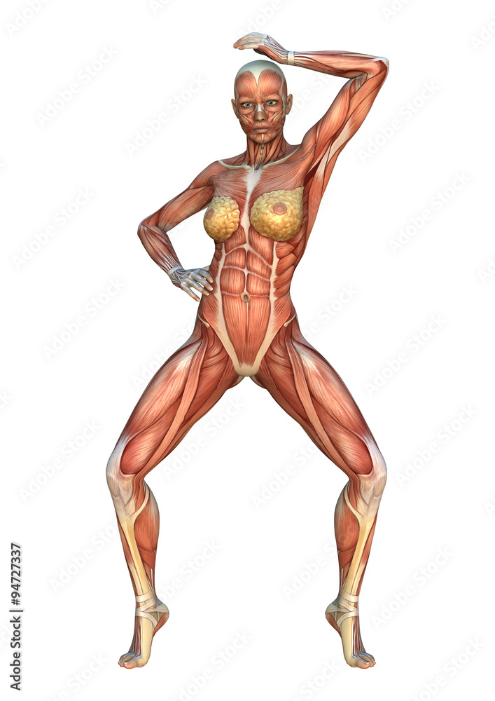 Muscle Maps Muscle Maps