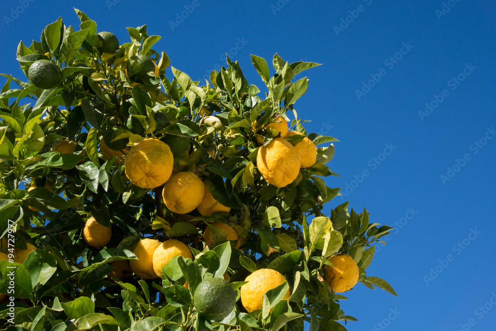 Hybrid tree growing oranges and lemons
