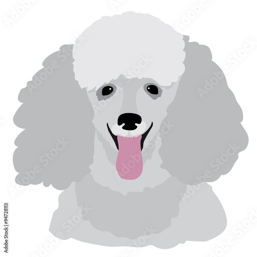 Toy Poodle