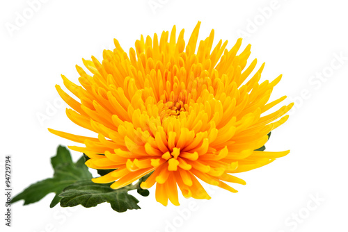 Yellow autumn chrysanthemum