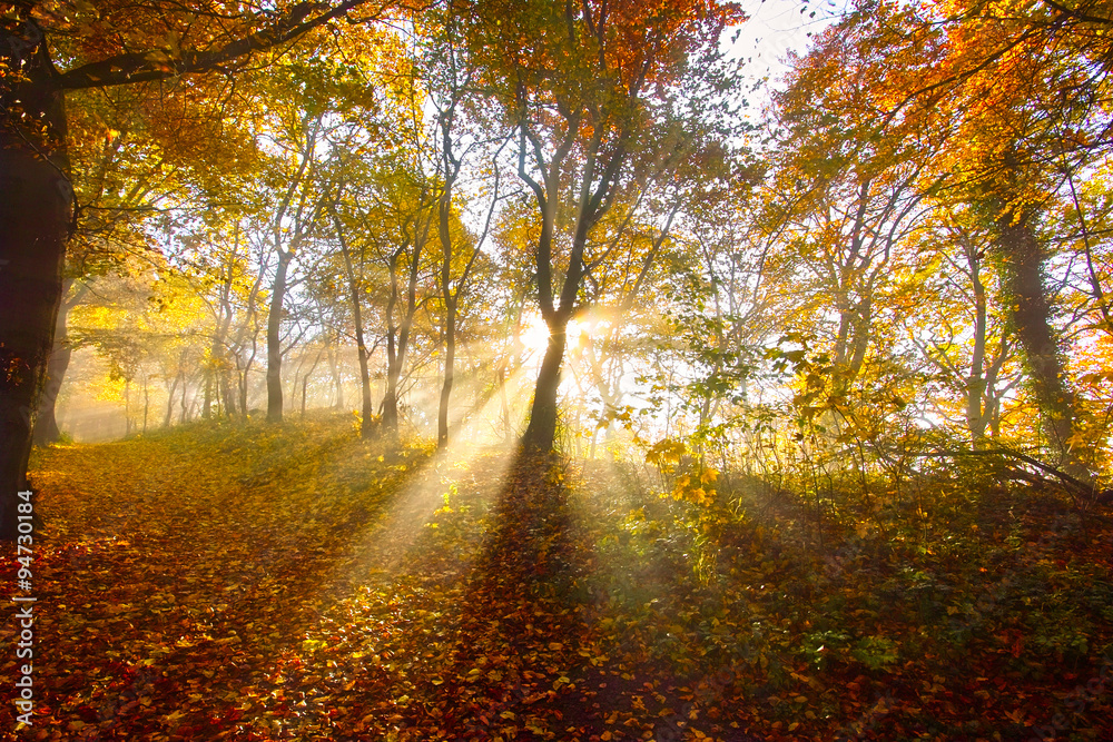 Fototapeta premium Herbstwald