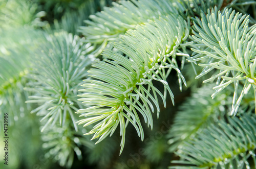 close up of fir tree branch