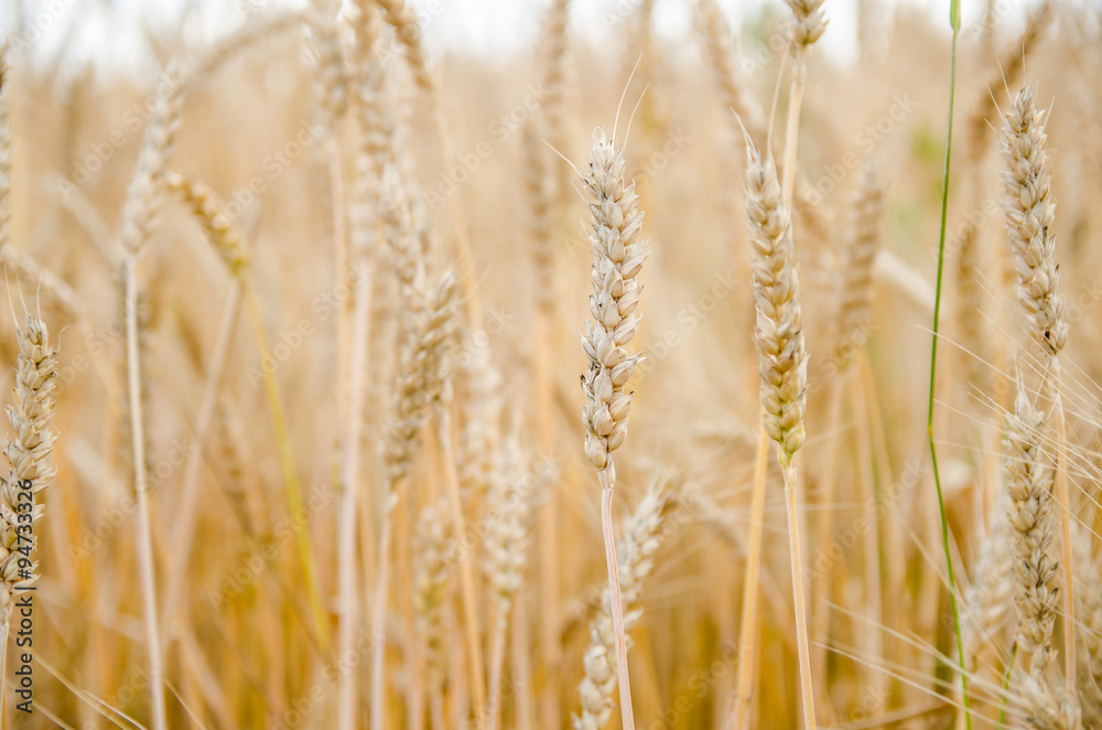 Fototapeta premium Wheat and ear of wheat close-up
