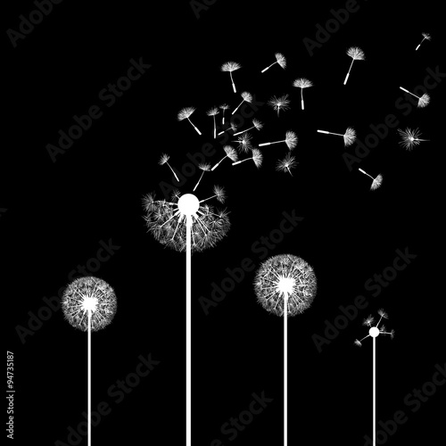 dandelion flowers.