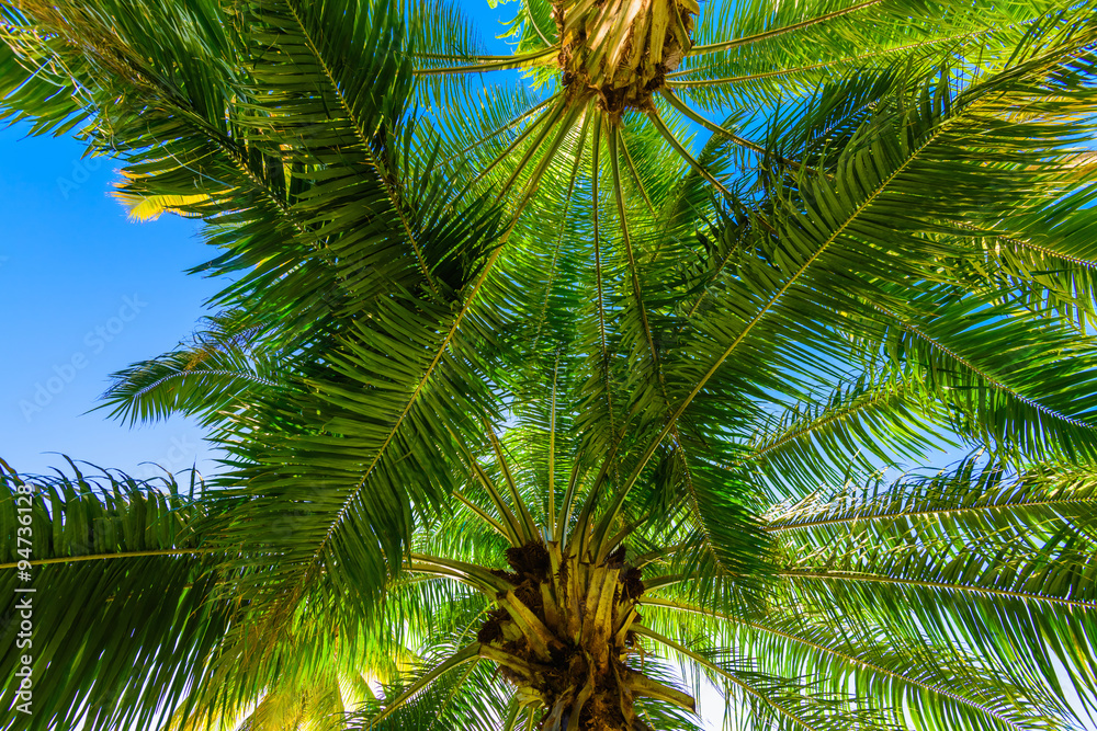 Fototapeta premium palm sun top