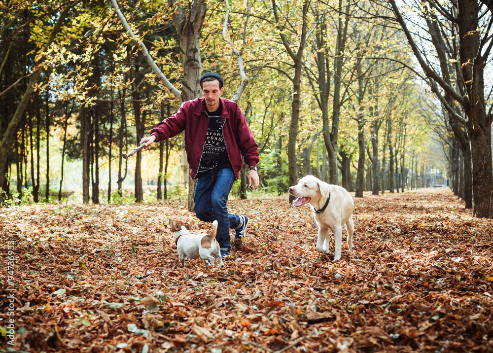 man playing with dogs in park. Caucasian man walking with dogs in autumn park man playing with dogs in park. Caucasian man walking with dogs in autumn park
