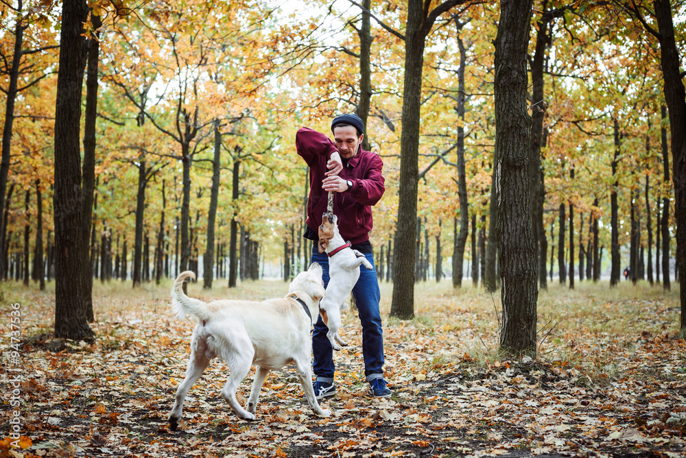 man playing with dogs in park. Caucasian man walking with dogs in autumn park man playing with dogs in park. Caucasian man walking with dogs in autumn park