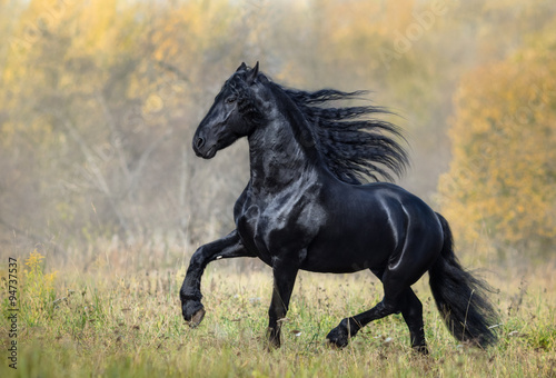 The black horse of the Friesian breed walks in the autumn foggy #94737537