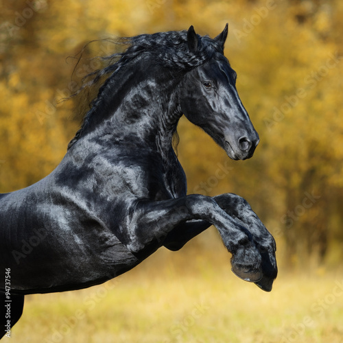 The black Friesian horse play in the gold autumn wood #94737546