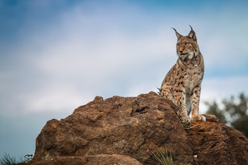 Sierkussen Lynx Lynx vrij in de natuur  © Rojo