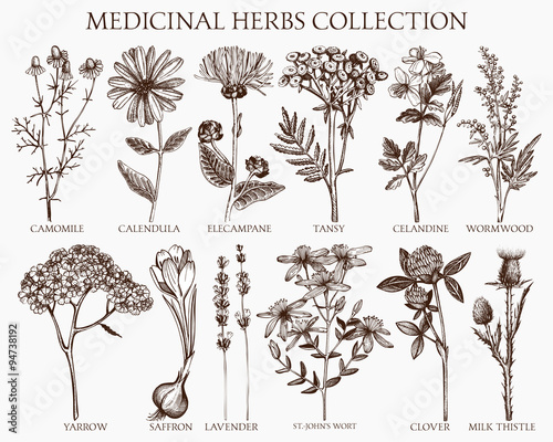 Vector collection of hand drawn spices and herbs. Botanical plant illustration. Vintage medicinal herbs sketch set.