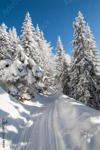 Bajkowa droga przez zimowy las