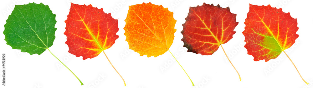 Fototapeta premium kolorowe liście osiki na białym tle