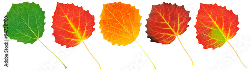 colored aspen leaves isolated on white background photo