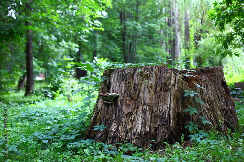City summer landscape.