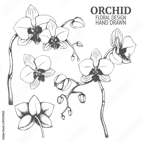 Hand drawn orchid flowers set. Vintage orchids isolated on white. Vector floral elements for invitation or greeting card