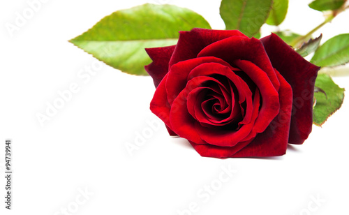 Fresh Red rose