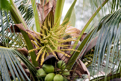 Coconut flower on tree