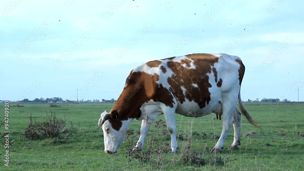 Cows grazing on green grass field pasture meadow Cows grazing on green grass field pasture meadow