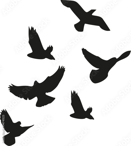 Flock of birds © Miceking