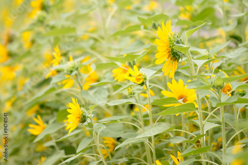 Small sunflower background.