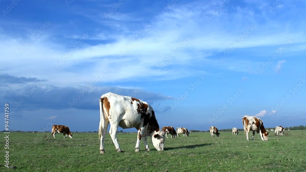 Cows grazing on green grass field pasture meadow Cows grazing on green grass field pasture meadow
