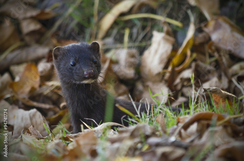 The American mink hid in autumn foliage.
