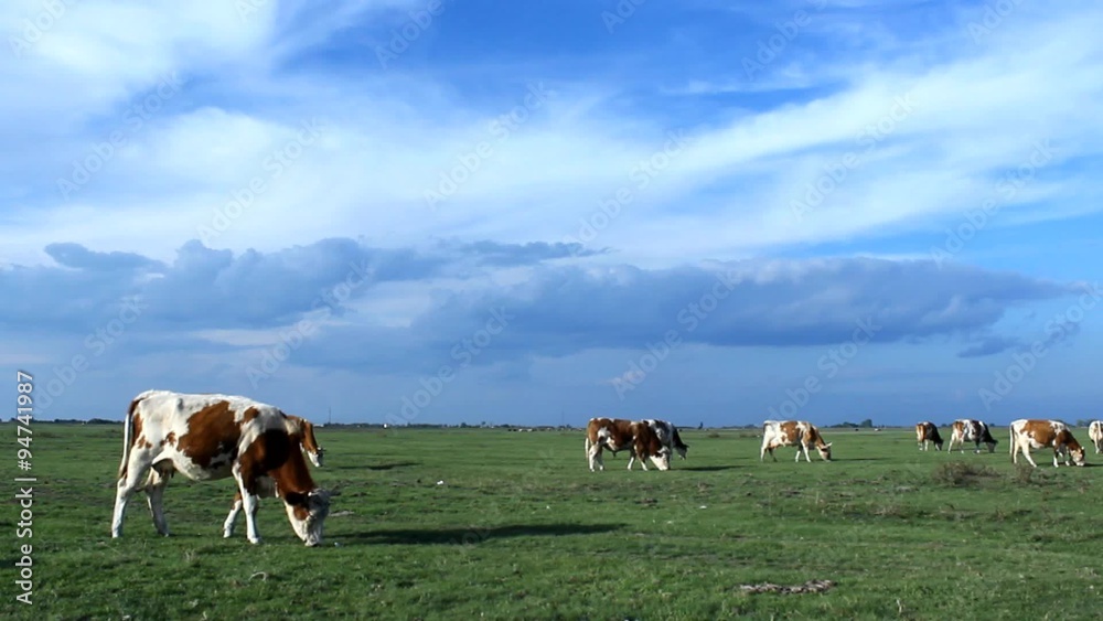 Cows grazing on green grass field pasture meadow Cows grazing on green grass field pasture meadow