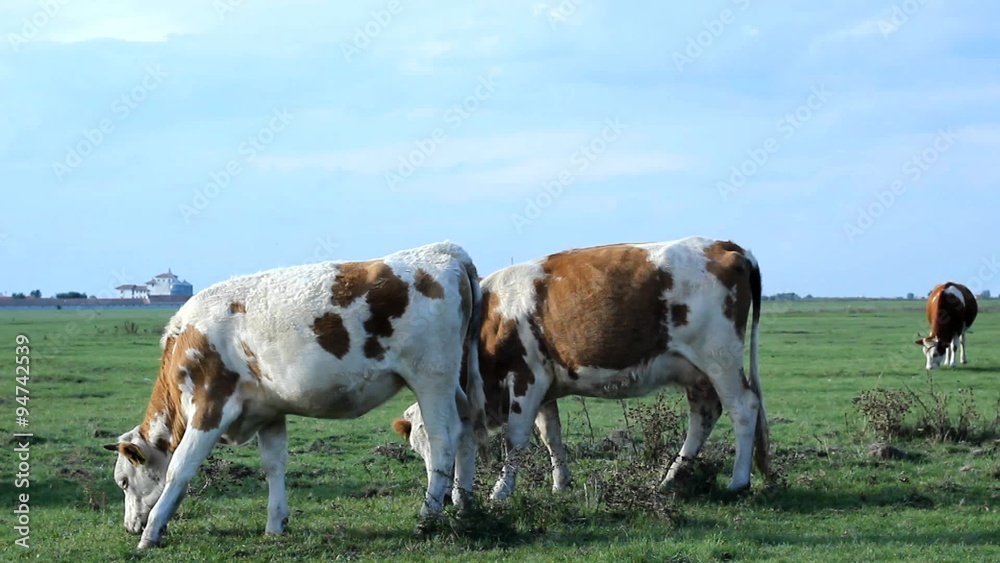 Cows grazing on green grass field pasture meadow Cows grazing on green grass field pasture meadow