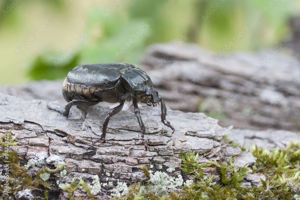 IUCN Red List and EU Habitats Directive insect specie Hermit beetle Osmoderma eremita (sin. O.barnabita) on oak bark. This black beetle is dweller of old hollow trees in park type landscapes. IUCN Red List and EU Habitats Directive insect specie Hermit beetle Osmoderma eremita (sin. O.barnabita) on oak bark. This black beetle is dweller of old hollow trees in park type landscapes.