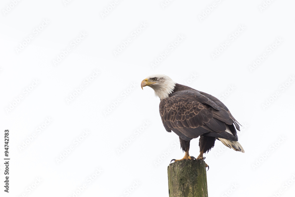Fototapeta premium bald eagle