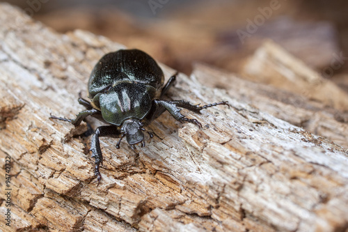 Cuadro en lienzo IUCN Red List and EU Habitats Directive insect specie Hermit beetle Osmoderma eremita (sin