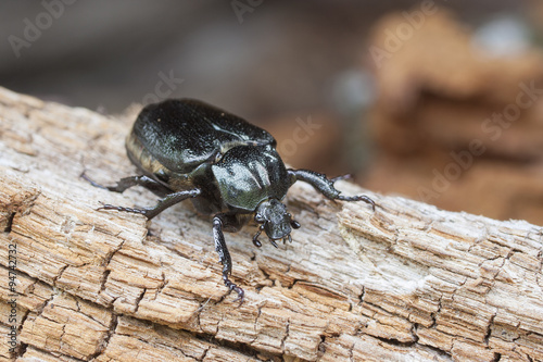 IUCN Red List and EU Habitats Directive insect specie Hermit beetle Osmoderma eremita (sin. O.barnabita) on rotten vood. This black beetle is dweller of old hollow trees in park type landscapes. photo