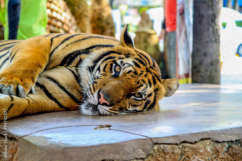 Tayland Phuket adasında turistin kaplanla karşılaşması photo