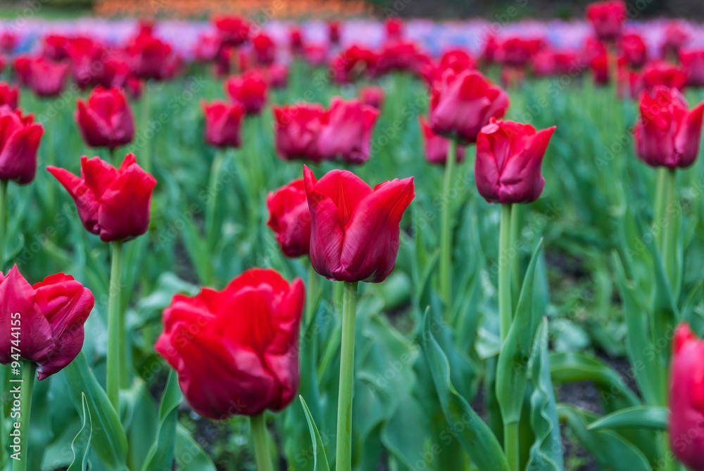 A field of red beautiful tulips