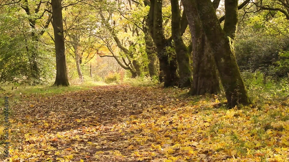 Beautiful Autumn in the park, Coatbridge, Scotland Beautiful Autumn in the park, Coatbridge, Scotland