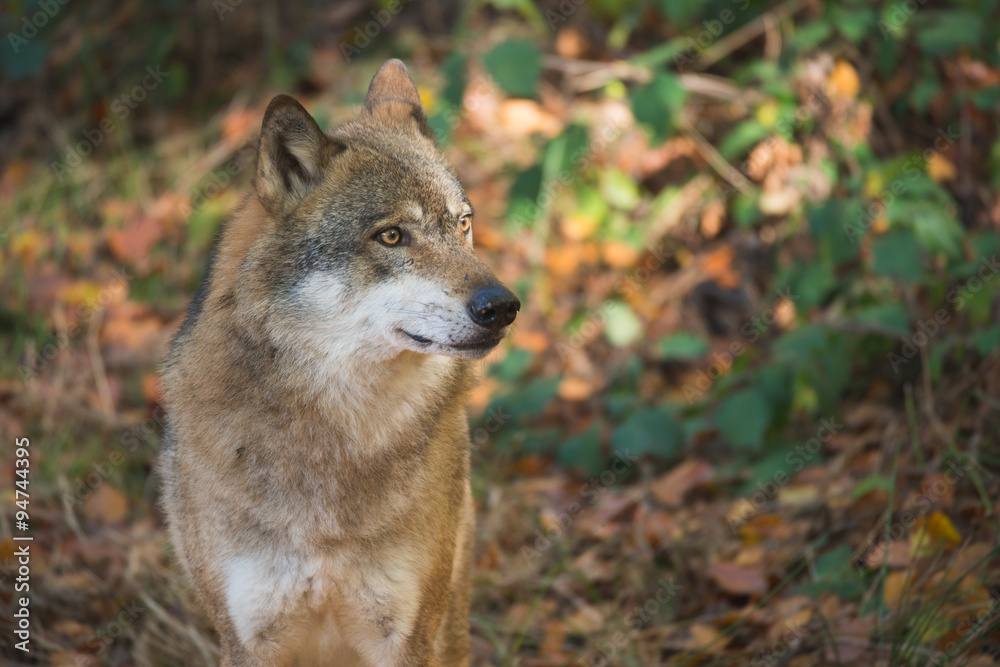 wolf portrait at Bayerischer Wald national park